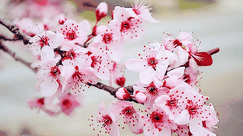 櫻花樹.gif